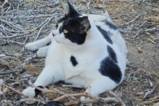Vom Straßenkater zum Social-Media-Star: Chonkus Maximus begeistert Touristen auf Kreta
